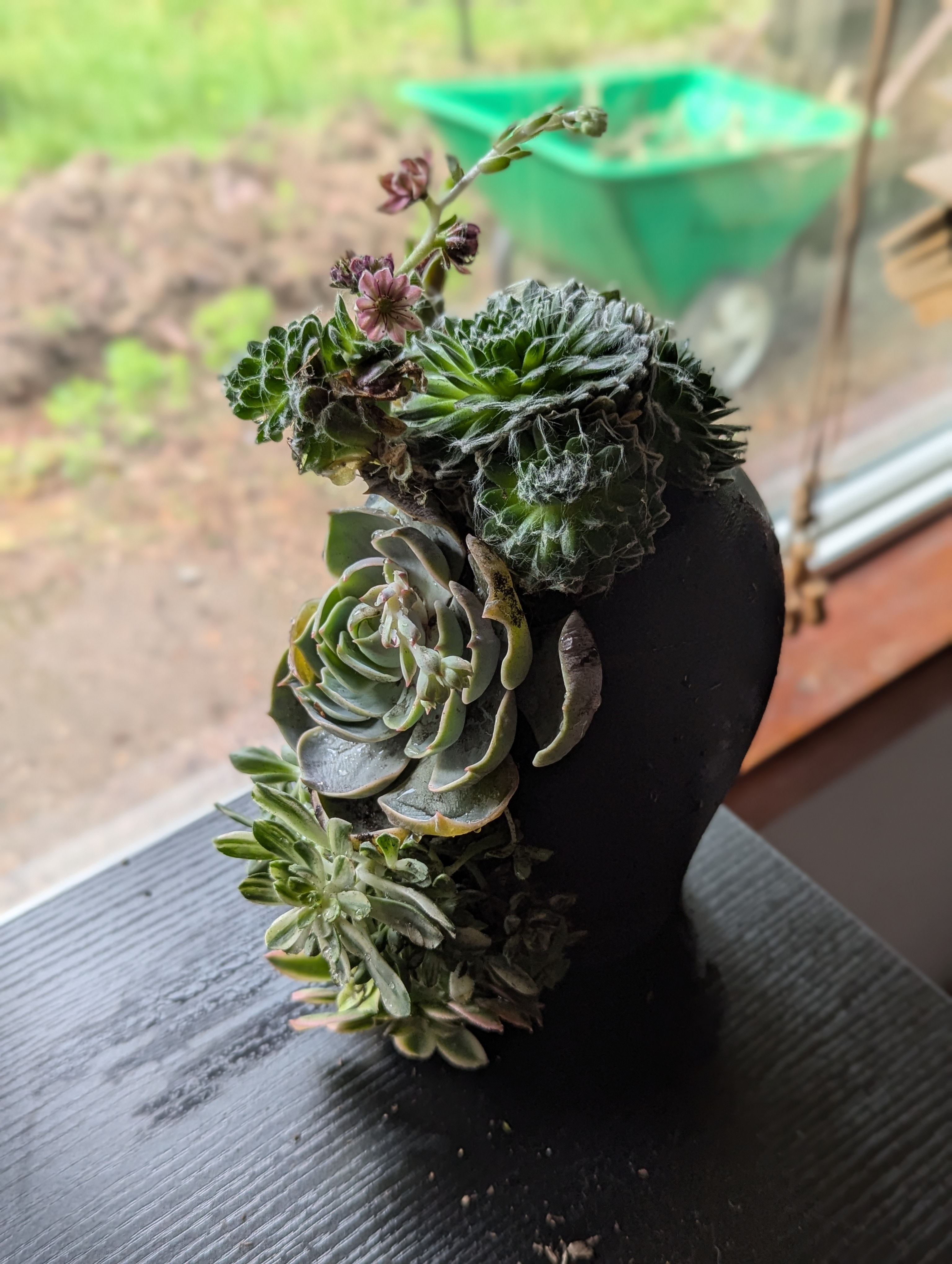 Cascading succulent pot
