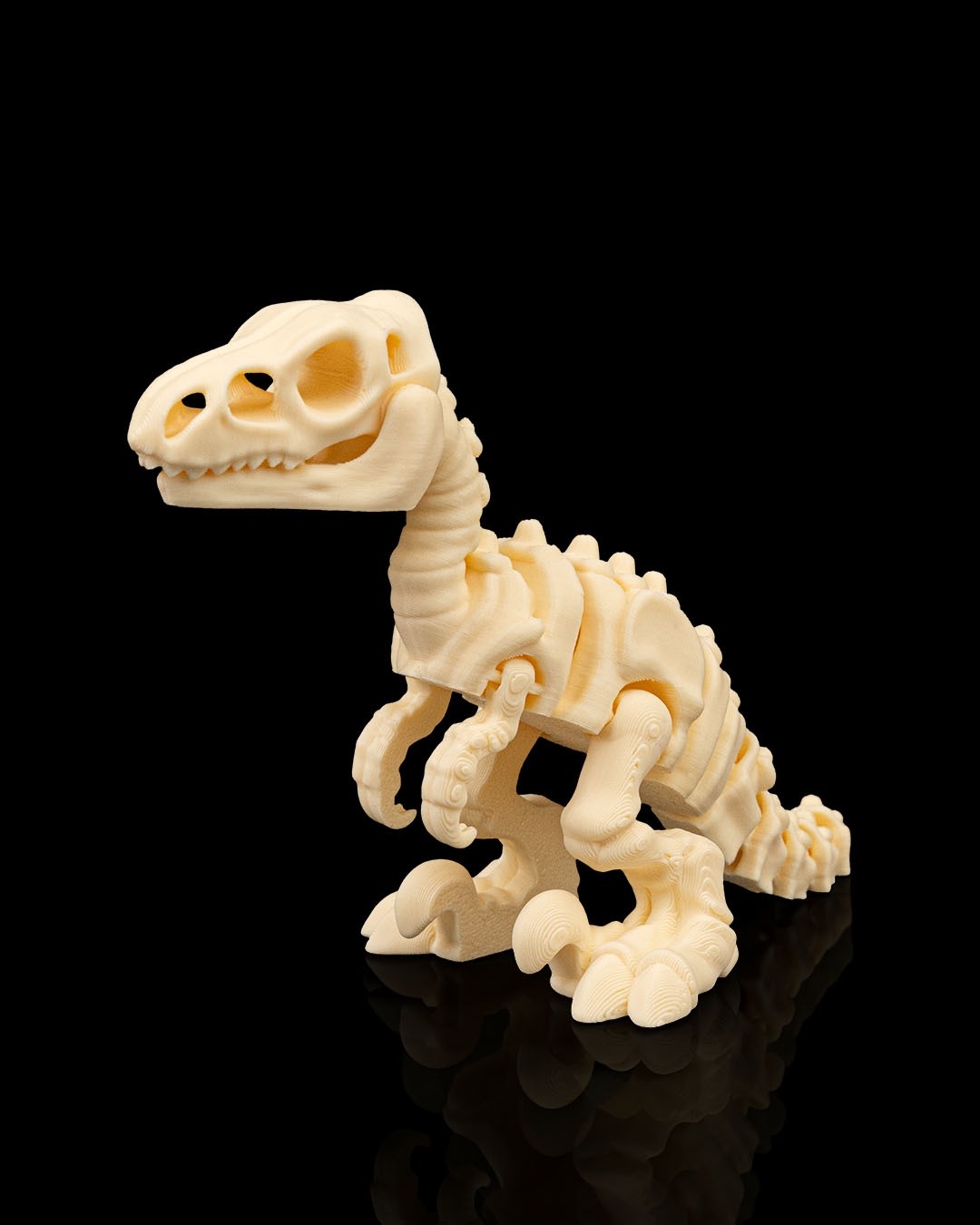 Velociraptor Skeleton