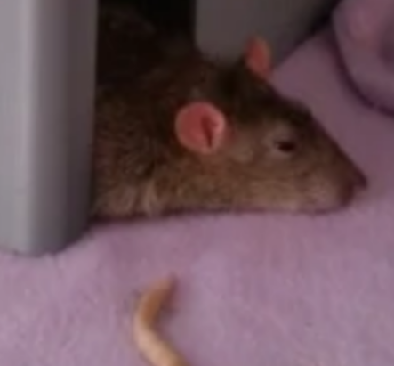 "Mouse (🔴) or hamster cheese house" - Duplicate